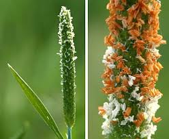 Attēlu rezultāti vaicājumam “Alopecurus aequalis flower”