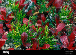 Attēlu rezultāti vaicājumam “Diphasium complanatum”