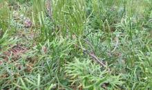 Attēlu rezultāti vaicājumam “Diphasium complanatum”