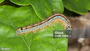 Attēlu rezultāti vaicājumam “Malacosoma neustria”