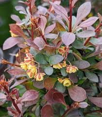 Attēlu rezultāti vaicājumam “Berberis thunbergii”