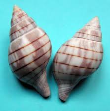 Image result for Cinctura hunteria