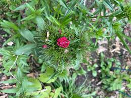 Attēlu rezultāti vaicājumam “Dianthus arenarius bud”