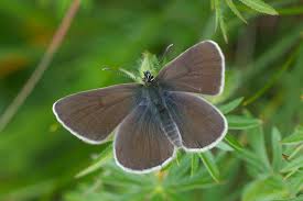 Attēlu rezultāti vaicājumam “Eumedonia eumedon”