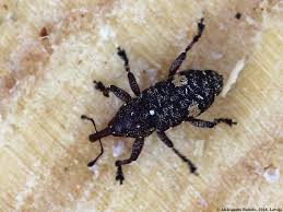 Attēlu rezultāti vaicājumam “Pissodes piniphilus”