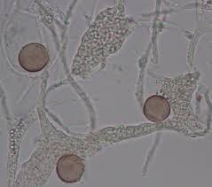 Attēlu rezultāti vaicājumam “Craterium aureum spores”