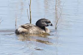 Image result for Podilymbus podiceps
