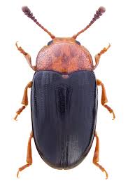 Attēlu rezultāti vaicājumam “Triplax aenea”