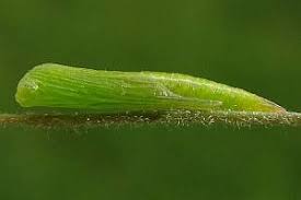 Attēlu rezultāti vaicājumam “Stenoptilia pterodactyla”