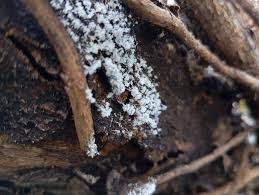 Attēlu rezultāti vaicājumam “Badhamiopsis praetermissa spores”