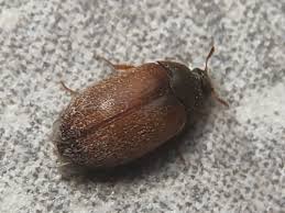 Attēlu rezultāti vaicājumam “Attagenus smirnovi”