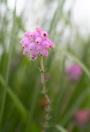 Attēlu rezultāti vaicājumam “Erica tetralix leaf”