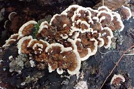 Attēlu rezultāti vaicājumam “Trametes ochracea”