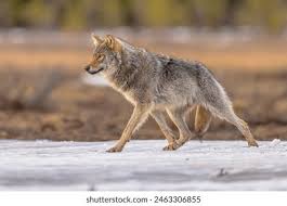 Attēlu rezultāti vaicājumam “Canis lupus”