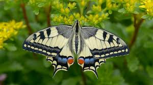Attēlu rezultāti vaicājumam “Papilio machaon”