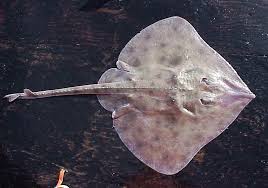 Image result for Bathyraja brachyurops