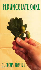 Attēlu rezultāti vaicājumam “Quercus robur fruit”