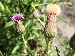 Attēlu rezultāti vaicājumam “Cirsium arvense flower”