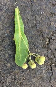 Attēlu rezultāti vaicājumam “Listera cordata fruit”
