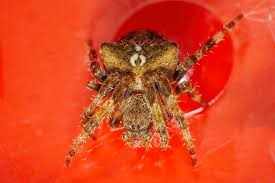 Attēlu rezultāti vaicājumam “Araneus angulatus”