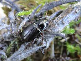 Attēlu rezultāti vaicājumam “Amara sp.”