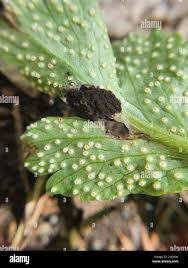 Attēlu rezultāti vaicājumam “Urocystis anemones spores”