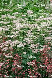 Image result for Pimpinella major