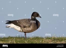 Attēlu rezultāti vaicājumam “Branta bernicla adult”