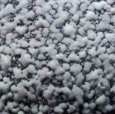 Attēlu rezultāti vaicājumam “Didymium nigripes young”