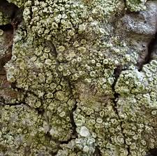 Attēlu rezultāti vaicājumam “Lecanora conizaeoides”