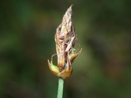 Attēlu rezultāti vaicājumam “Carex chordorrhiza”