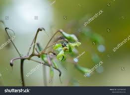 Attēlu rezultāti vaicājumam “Impatiens glandulifera fruit”