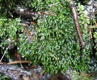 Attēlu rezultāti vaicājumam “Fissidens osmundoides”