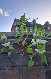 Attēlu rezultāti vaicājumam “Lamium album leaf”