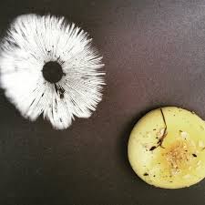 Attēlu rezultāti vaicājumam “Diderma montanum var. album spores”