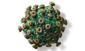 Image result for фотография вируса вич