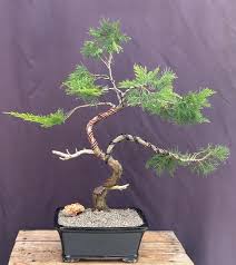 Attēlu rezultāti vaicājumam “Juniperus sabina”