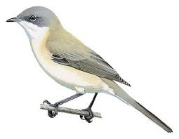 Attēlu rezultāti vaicājumam “Sylvia curruca adult”