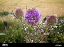 Attēlu rezultāti vaicājumam “Dipsacus fullonum flower”