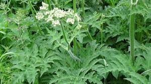 Image result for Heracleum sphondylium