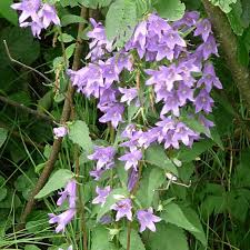 Attēlu rezultāti vaicājumam “Campanula trachelium flower”