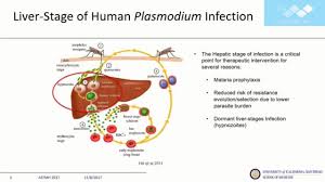 Attēlu rezultāti vaicājumam “Diderma umbilicatum plasmodium”