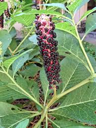 Attēlu rezultāti vaicājumam “Phytolacca acinosa fruit”