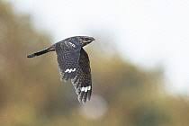 Attēlu rezultāti vaicājumam “Caprimulgus europaeus adult”