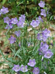 Attēlu rezultāti vaicājumam “Campanula rotundifolia”