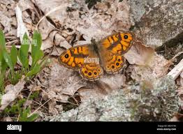 Attēlu rezultāti vaicājumam “Lasiommata megera male”