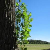 Attēlu rezultāti vaicājumam “Populus x canadensis fruit”