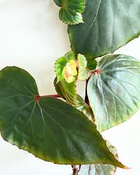 Attēlu rezultāti vaicājumam “Juglans mandshurica female flower”