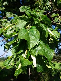 Attēlu rezultāti vaicājumam “Tilia platyphyllos subsp. platyphyllos”