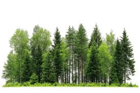 Image result for лес,